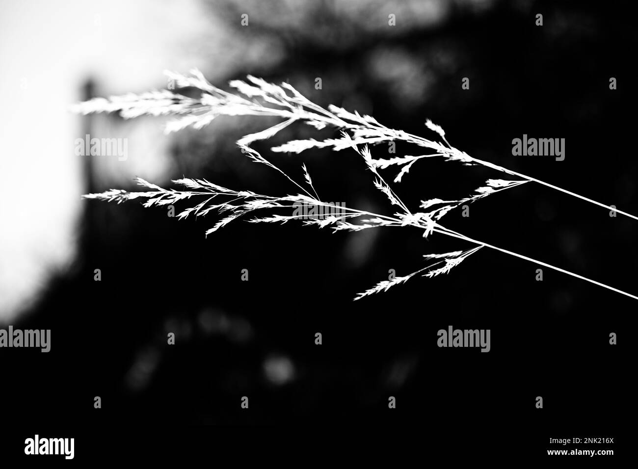 Une photo en niveaux de gris d'une herbe d'amour pleureuse sur un arrière-plan flou Banque D'Images