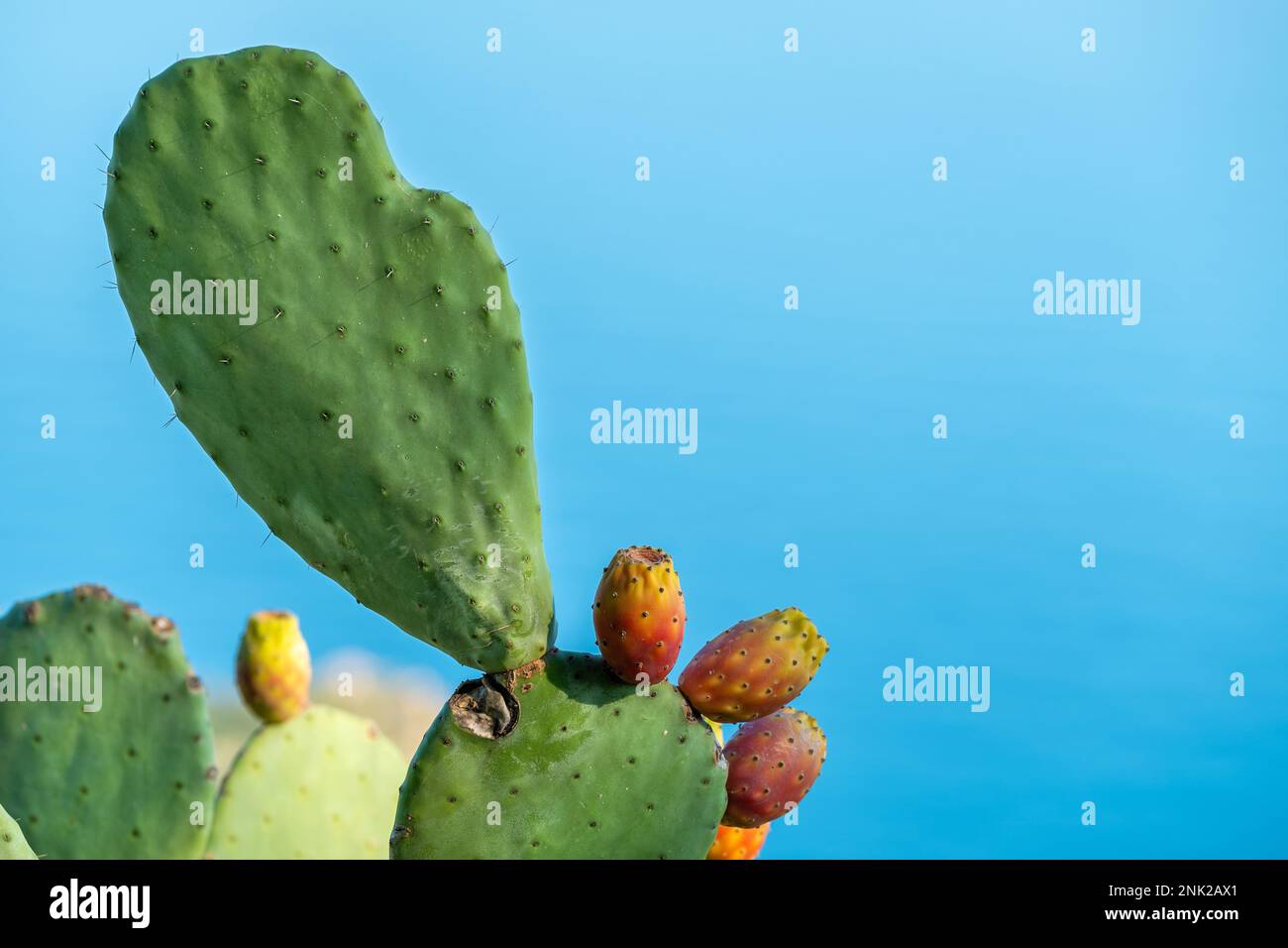 Cactus de poire pirickly avec fruits contre la surface bleue de la mer Banque D'Images