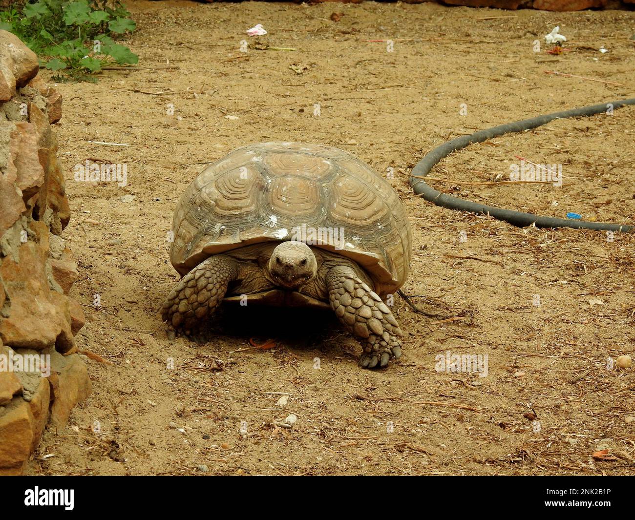 La tortue forestière asiatique (Manouria emys), également connue sous le nom de tortue montagneuse, est une espèce de tortue de la famille des Testudinidae, originaire de l'ier Banque D'Images