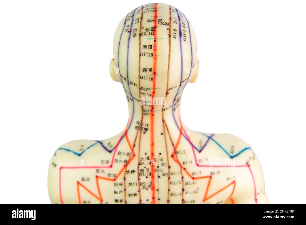 Arrière d'un modèle d'acupuncture médicale de l'observation humaine de haut isolé sur fond blanc Banque D'Images