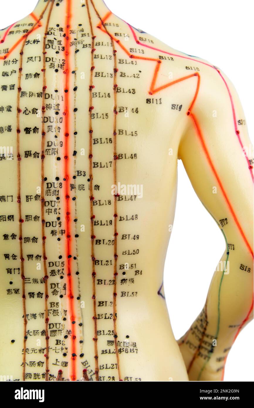 Vue arrière d'une partie du haut du corps d'un modèle médical d'acupuncture de l'homme isolé sur fond blanc Banque D'Images