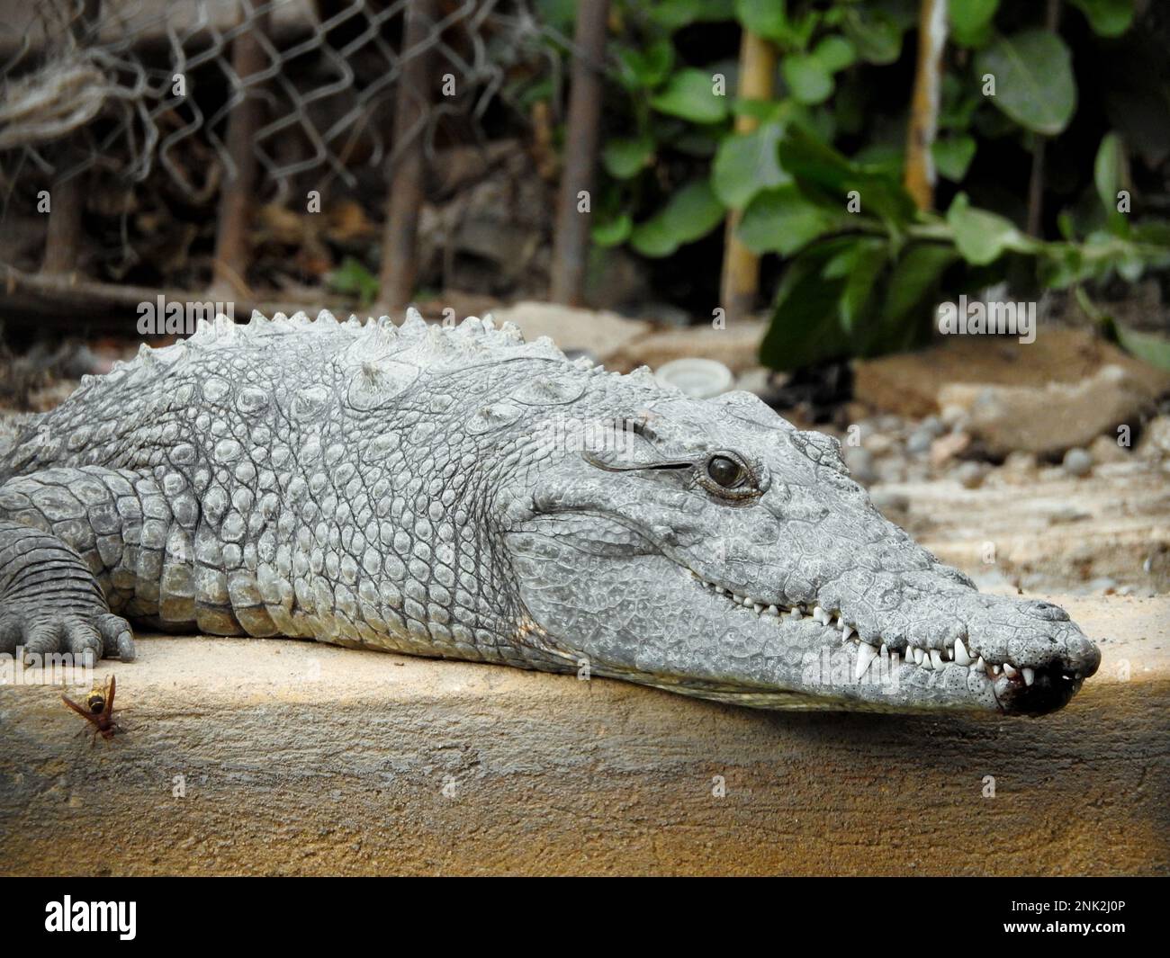 Le crocodile du Nil (Crocodylus niloticus), un grand crocodiles indigène des habitats d'eau douce en Afrique, les crocodiles du Nil sont opportunistes apex predato Banque D'Images