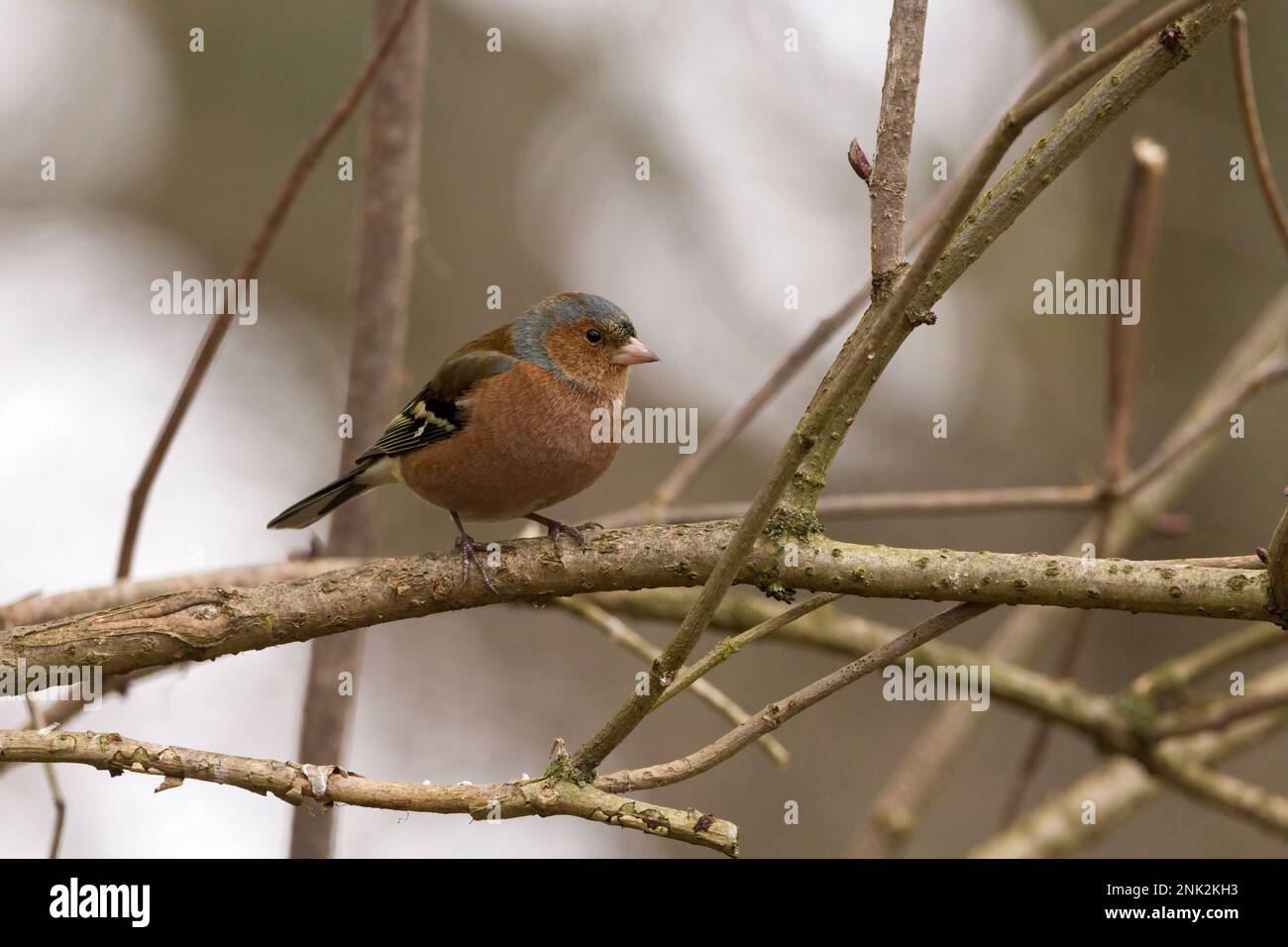 Chaffinch Fringilla coelebs mâle plumage de printemps rougeâtre rose visage et les parties inférieures bleu gris couronne châtaignier brun dos blanc patch d'épaule et barre d'aile Banque D'Images