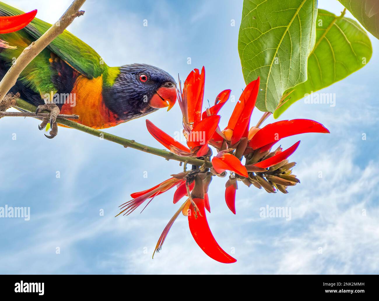 Rainbow Lorikeet, Latin: Trichoglossus moluccanus, perroquet coloré d'Australie Banque D'Images