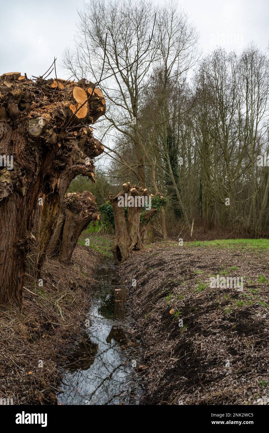 Pollard saule dans une vallée de ruisseau, Grimbergen, région du Brabant flamand, Belgique Banque D'Images