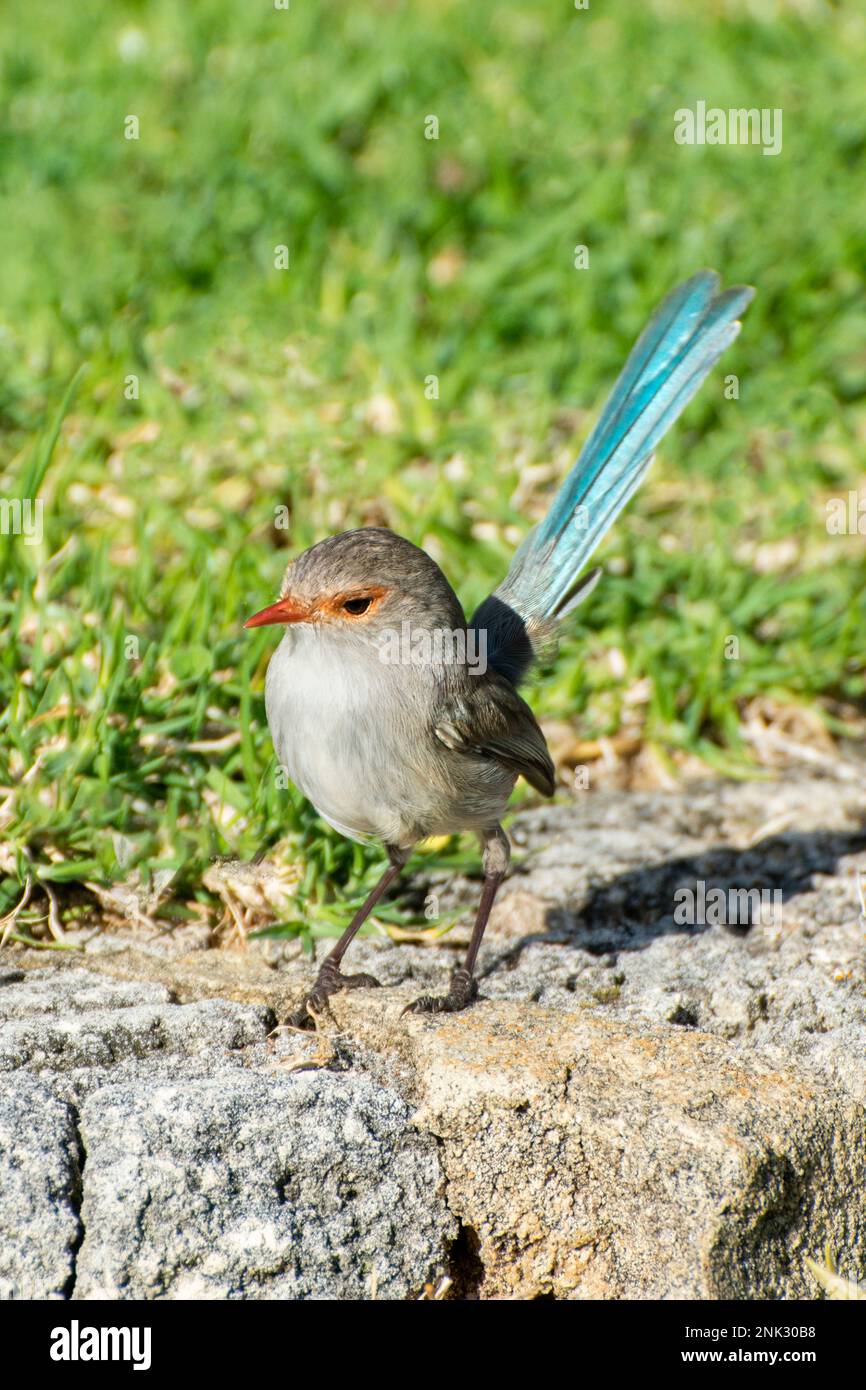 Splendide Fairy Wren, Malurus splendens, Australie occidentale Banque D'Images