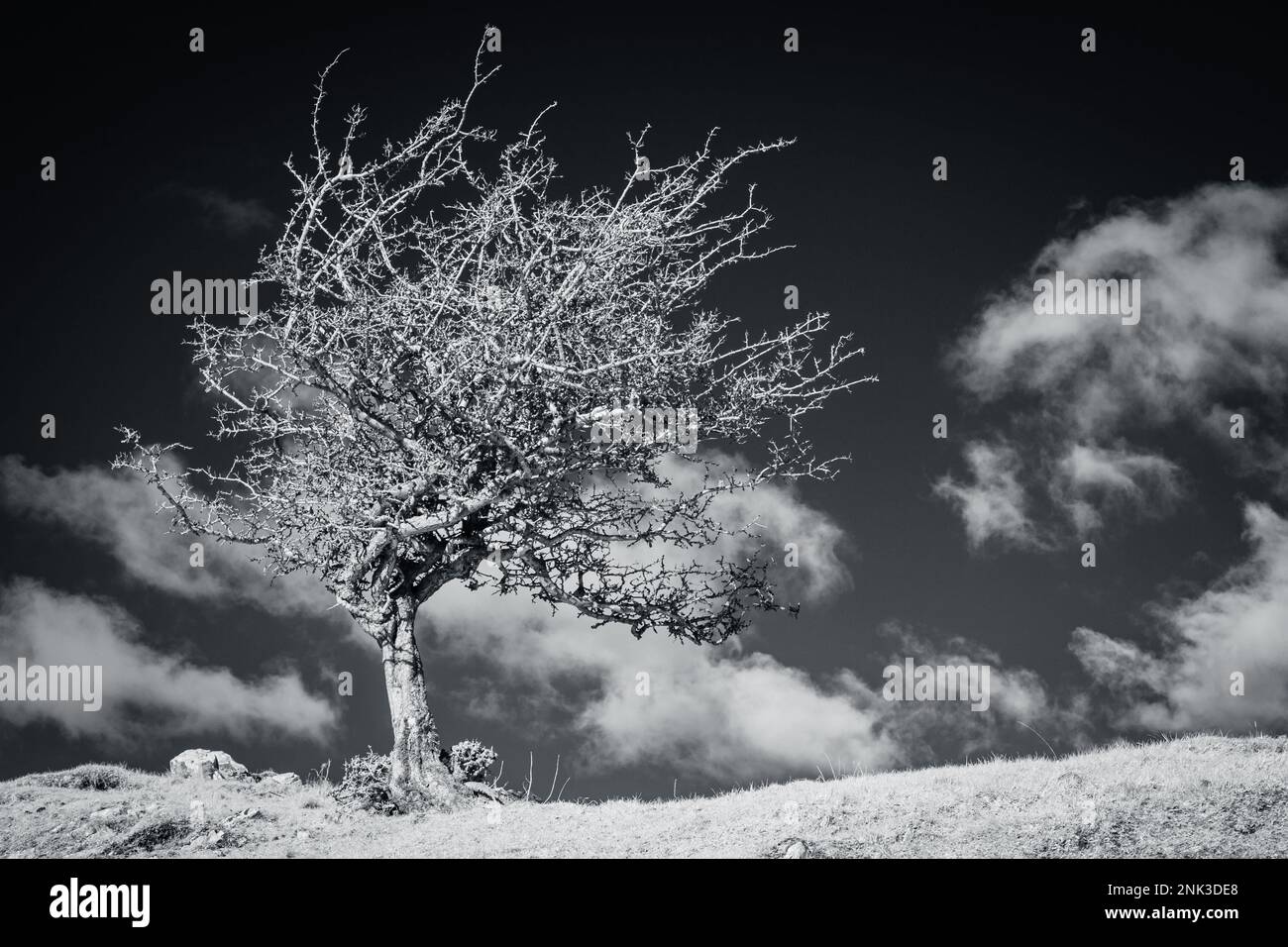 Arbre de thorax infrarouge Banque D'Images Arbre de thorax infrarouge Banque D'Images