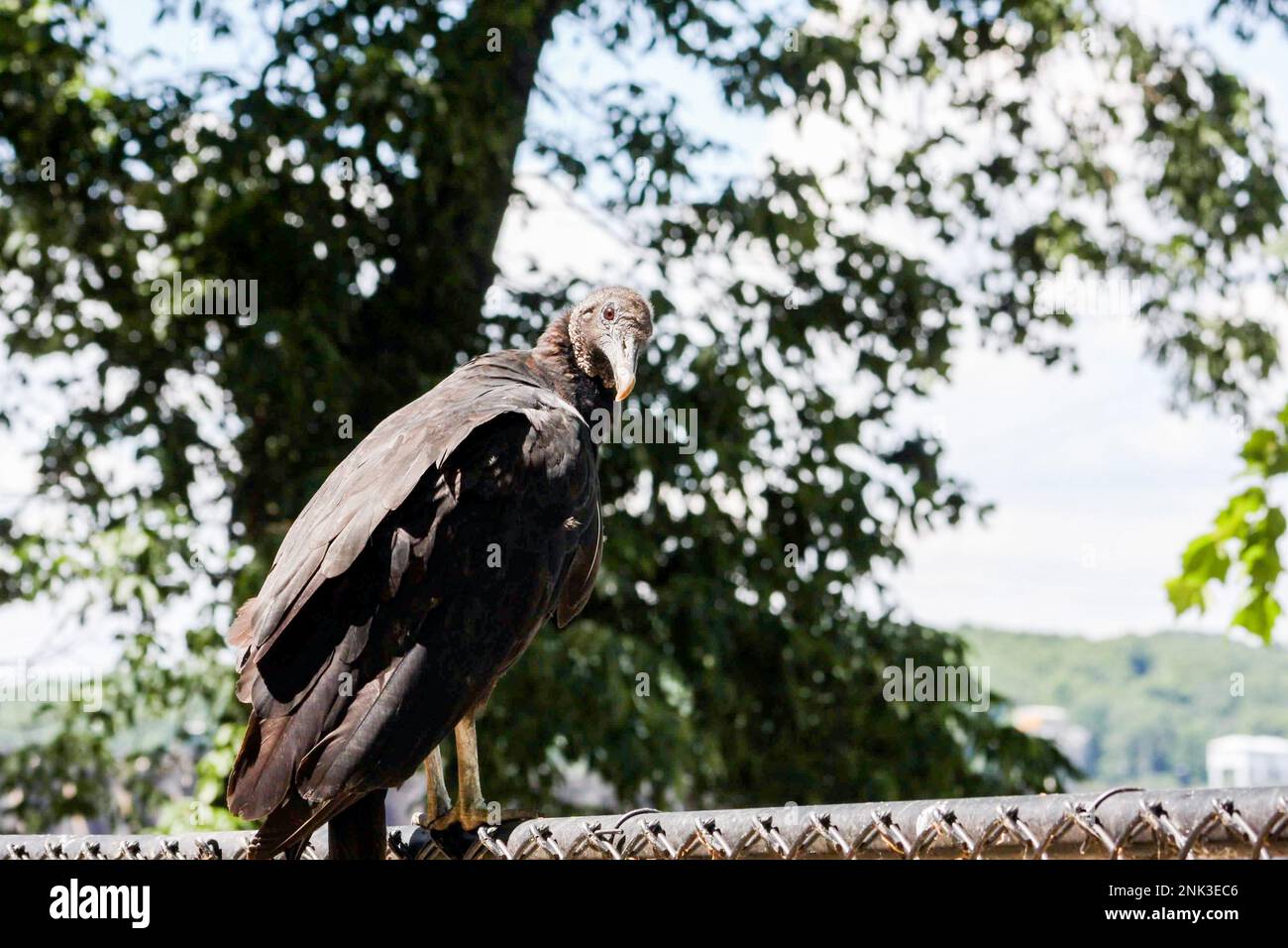 Un vautour noir américain ou des sirs à la mode le long du bord d'une clôture en Pennsylvanie Banque D'Images