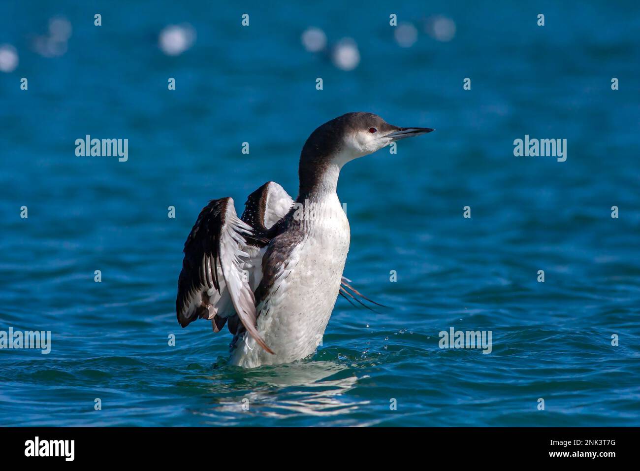 Grande sauvagine dans son habitat naturel, le Loon à gorge noire, Gavia arctica Banque D'Images