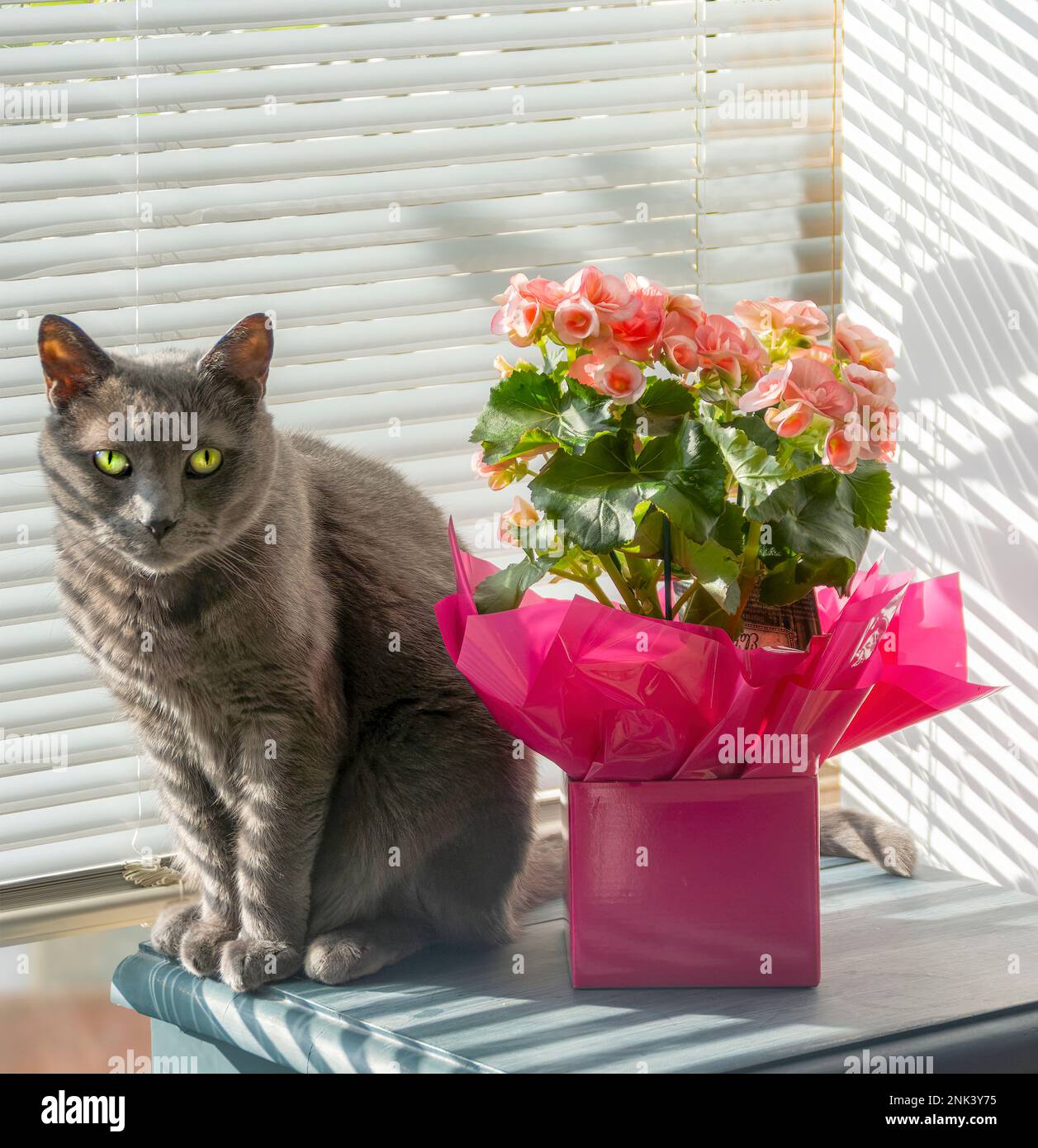 Beau chat bleu russe avec des yeux jaune-vert, assis à côté de jolies fleurs en pot Banque D'Images