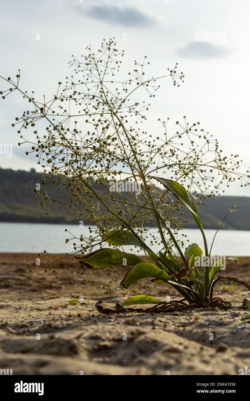 Fleurs de plantain d'eau européen, Alisma plantago aquatica, Banque D'Images