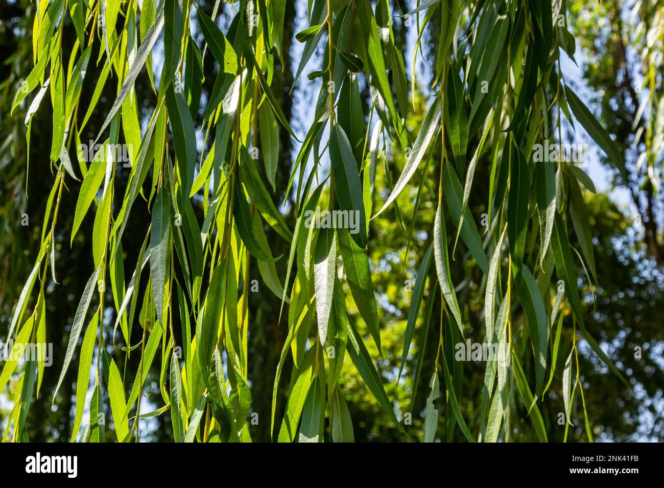 Toile de fond du feuillage de l'arbre de saule. Branchages de saule pleurant avec des feuilles vertes. Vue rapprochée du feuillage vert du saule en pleurs. Banque D'Images