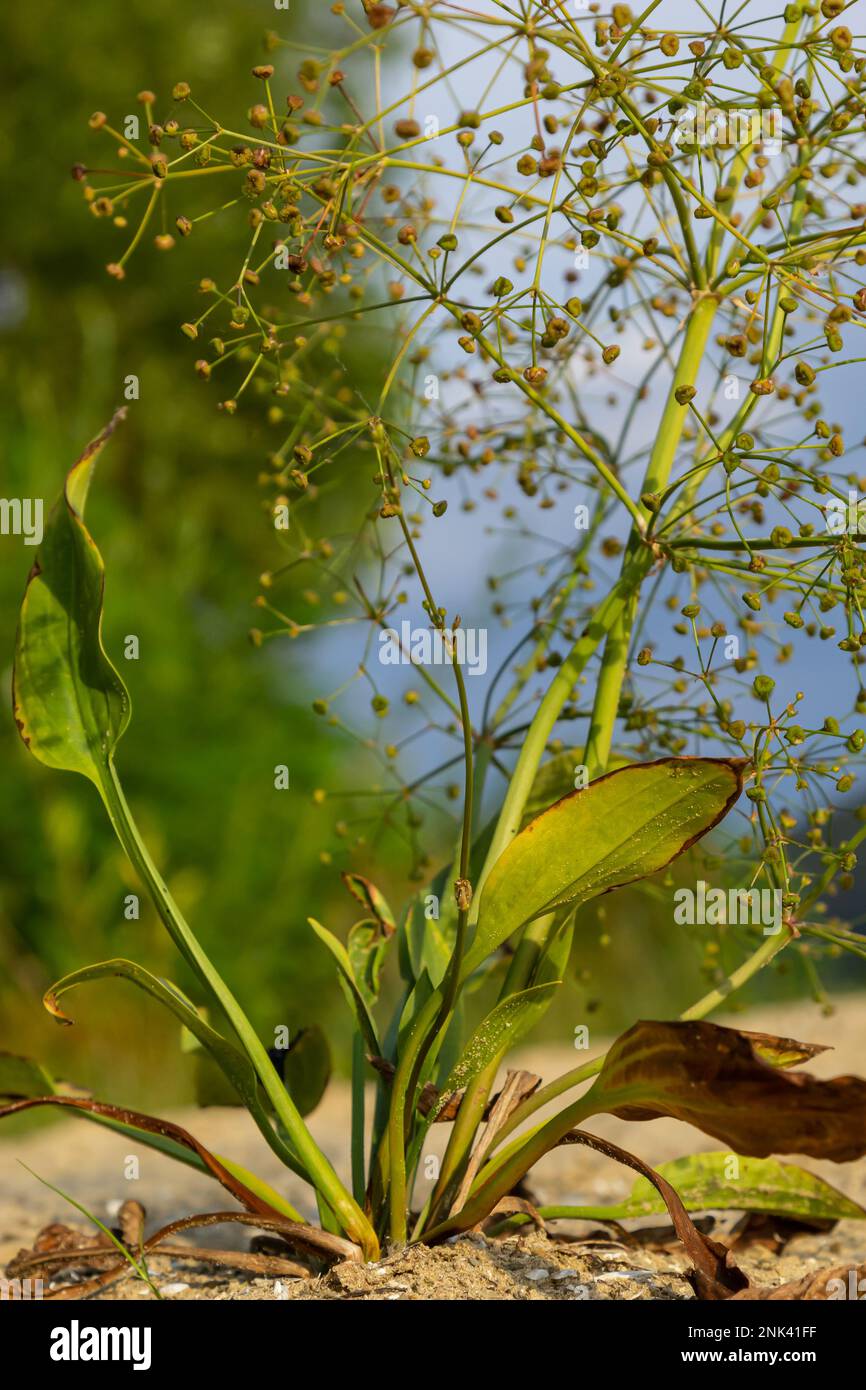 Fleurs de plantain d'eau européen, Alisma plantago aquatica, Banque D'Images