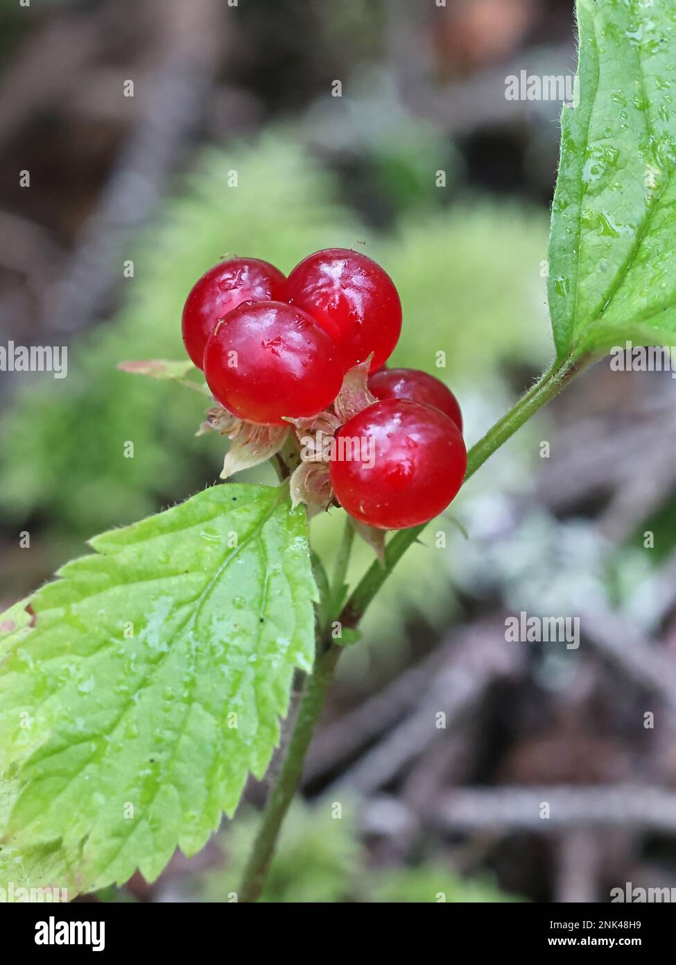 Rubus saxatilis, communément connu sous le nom de Stone Bramble, plante sauvage de baies comestibles de Finlande Banque D'Images