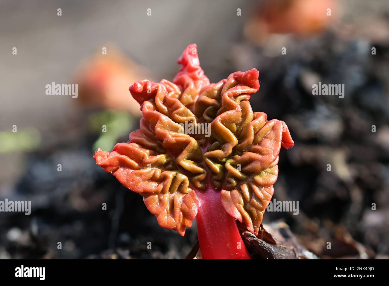 Rhubarbe, nouvelles feuilles rouges au début du printemps Banque D'Images