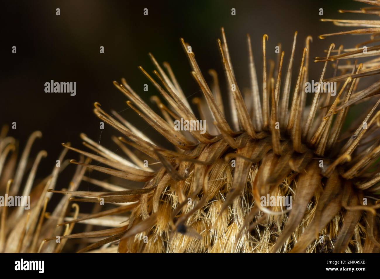 La plante de Burdock d'Herb de pruche ou d'Arctium de la famille des Asteraceae. Arcium brun sec moins. Têtes de graines séchées en automne. Bavures mûres avec c Banque D'Images