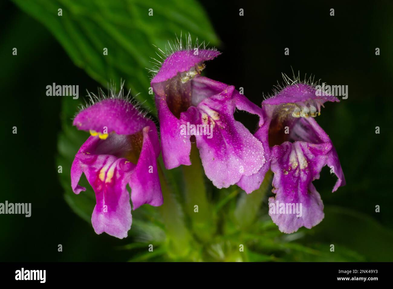Fleurs roses d'ortie morte tachetée Lamium maculatum. Fleurs de Lamium maculatum gros plan foyer local. Banque D'Images