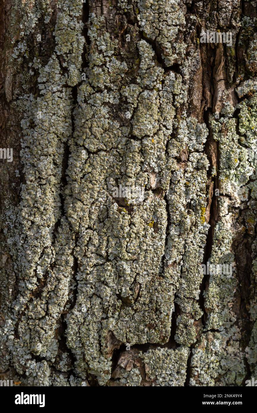 Gros plan. GREENSHIELD foliose White tube os oreiller lichen Parmeliaceae famille Hypogymnia physodes arbres de conifères de l'écorce en forêt. SY Banque D'Images