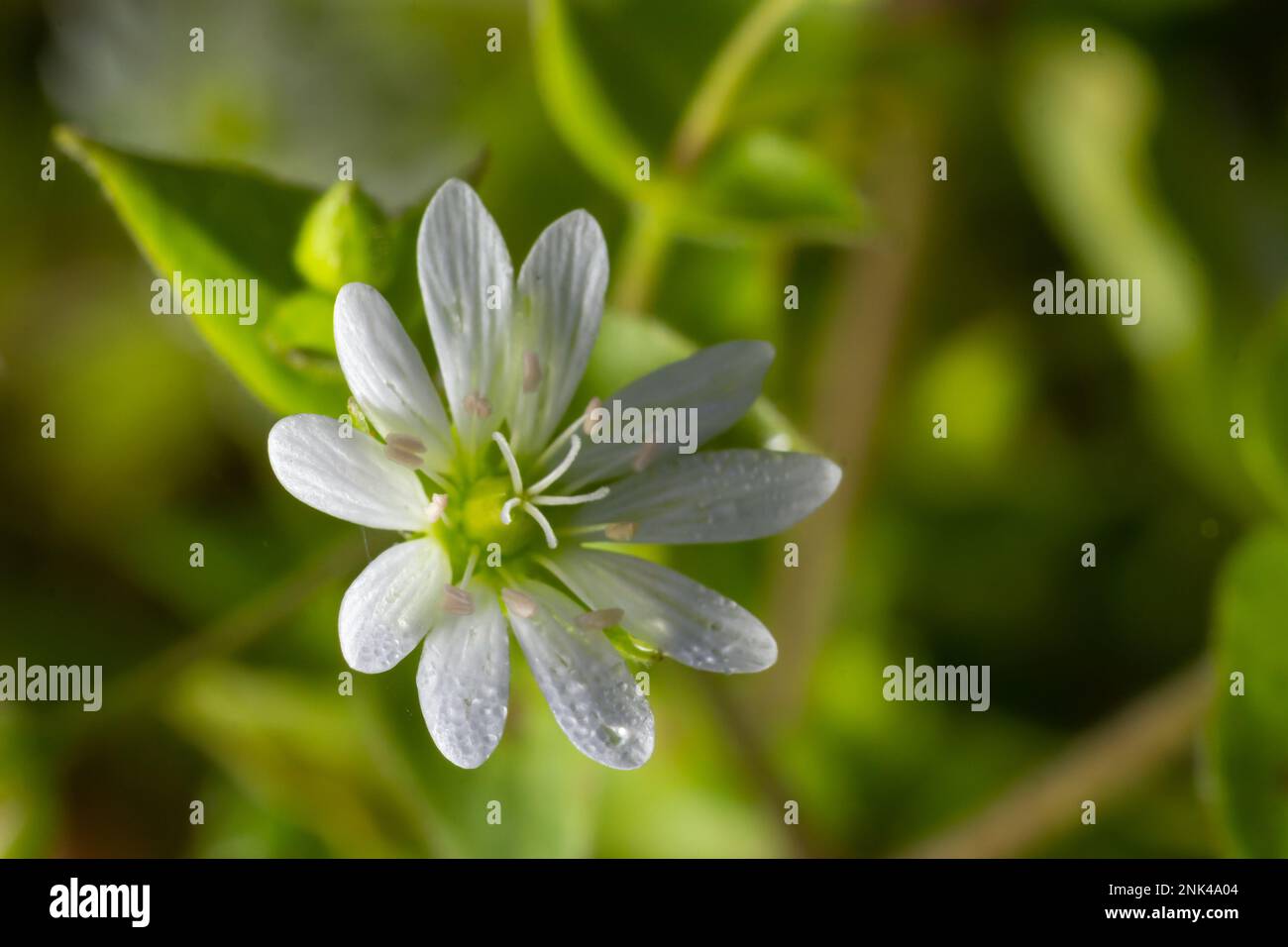 Myosoton aquaticum, plante avec une petite fleur blanche connue sous le nom de mauvaise herbe à l'eau ou de mauvaise herbe à la chiche géante sur fond vert flou. Banque D'Images