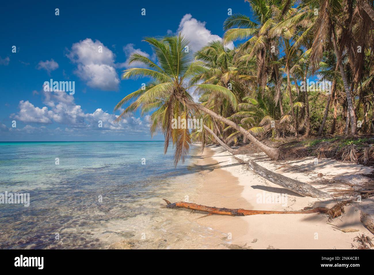 Plage tropicale paradisiaque avec sable blanc et cocotiers. Eau claire bleue sur l'île de Saona en République dominicaine. Banque D'Images