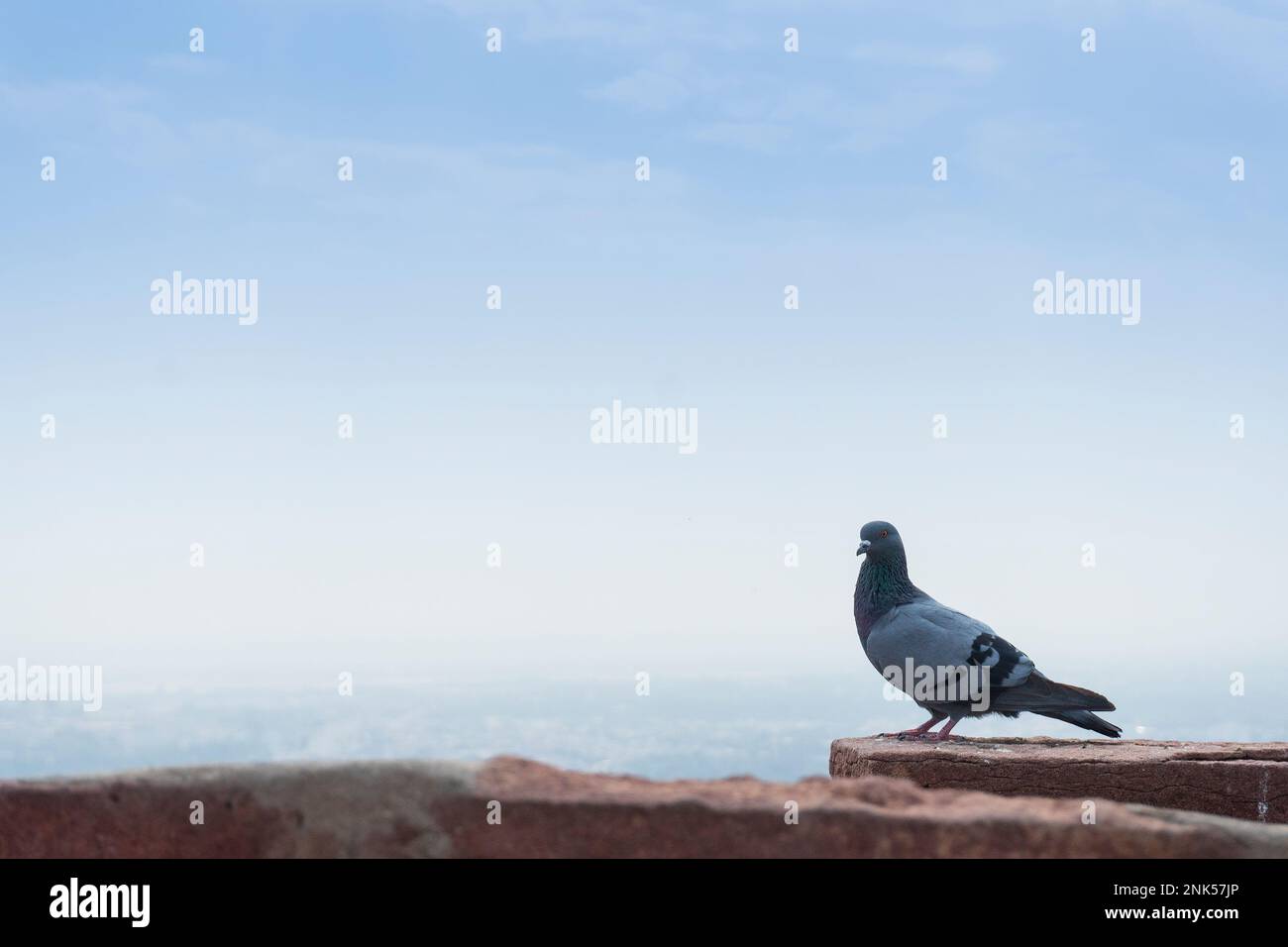 Le pigeon domestique, Columba livia domestica ou Columba livia forma domestica, une sous-espèce de pigeon dérivée de la colombe rocheuse ou du pigeon roc. Banque D'Images