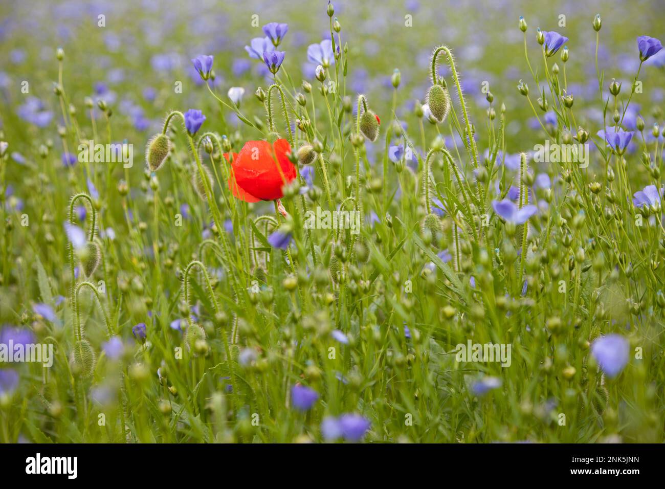 Un coquelicot poussant dans un champ de graines de lin près de Warminster dans le Wiltshire. Banque D'Images