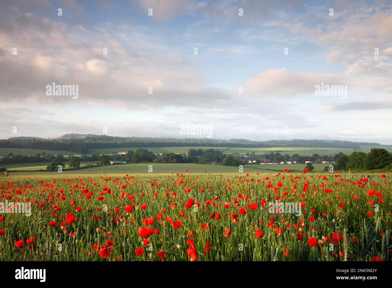 Les coquelicots poussent dans le coin d'un champ de blé près du village de Hindon dans le Wiltshire. Banque D'Images