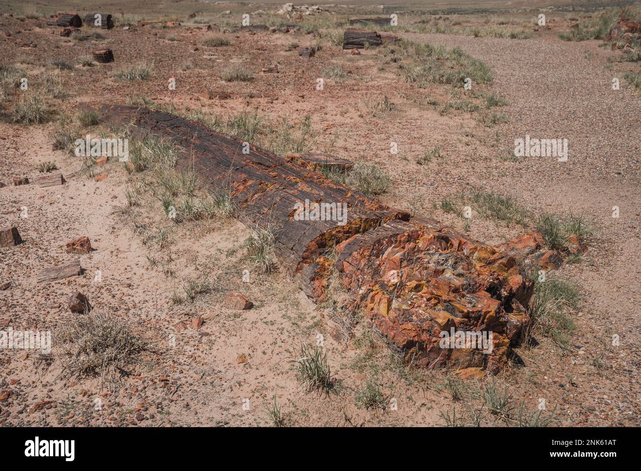 Forêt pétrifiée et parc national du désert peint en Arizona, États-Unis Banque D'Images