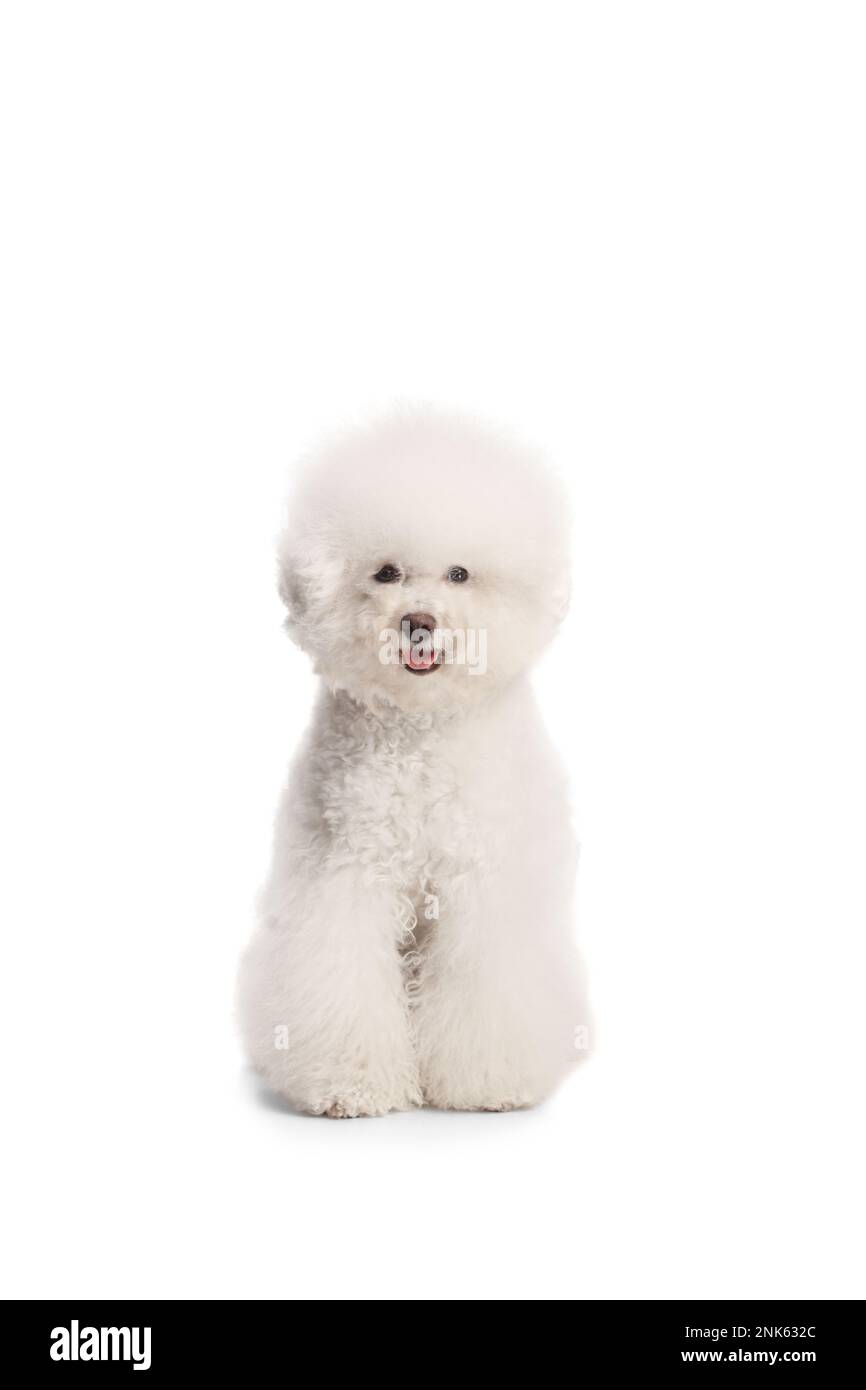 Adorable Bichon Frise a soigné le chien isolé sur fond blanc Banque D'Images