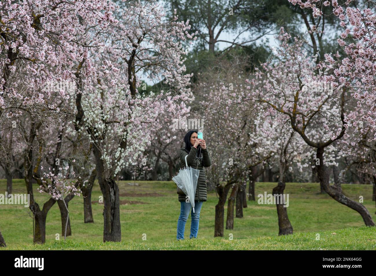 Madrid, Espagne. 23rd févr. 2023. Un visiteur prend des photos des amandiers en fleurs dans un parc. Le parc Quinta de los Molinos est classé comme parc historique de Madrid depuis 1997 et compte environ 1 500 amandiers qui fleurissent chaque année au cours des mois de février et mars, au début du printemps. (Photo par Luis Soto/SOPA Images/Sipa USA) crédit: SIPA USA/Alay Live News Banque D'Images