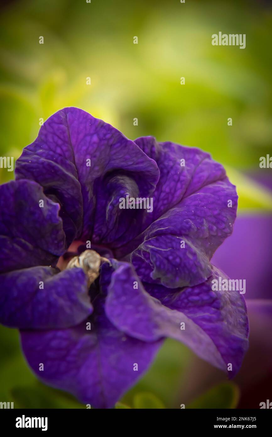 pétunia sont populaires fleurs annuelles pour ajouter la couleur instantanée à un jardin. Banque D'Images
