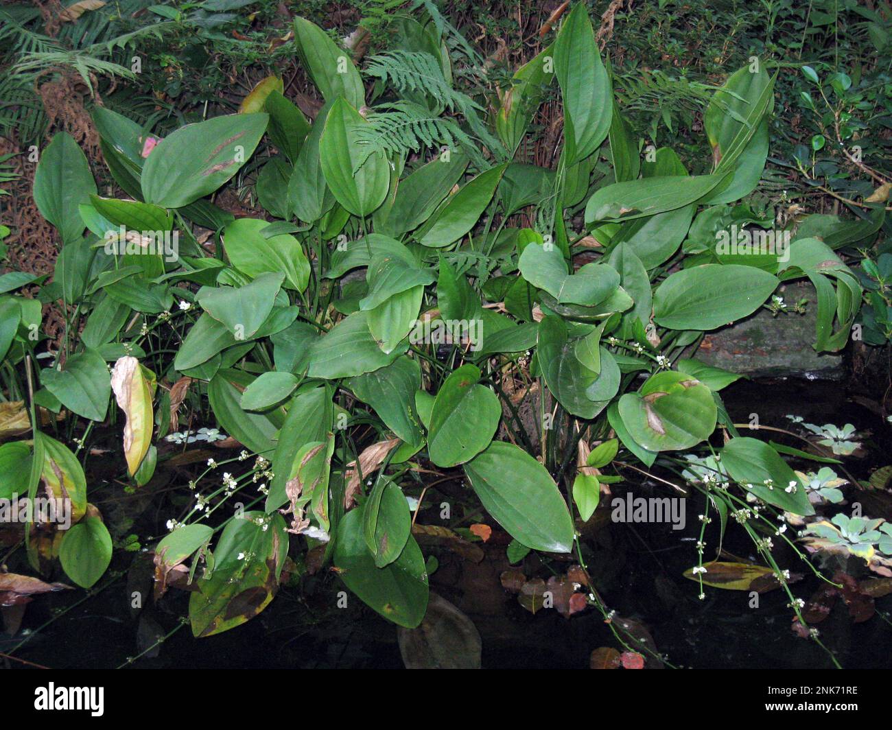 L'Echinodorus macrophyllus est une espèce de plantes aquatiques des Alismataceae, autrefois connue sous le nom d'Echinodorus radicans Banque D'Images