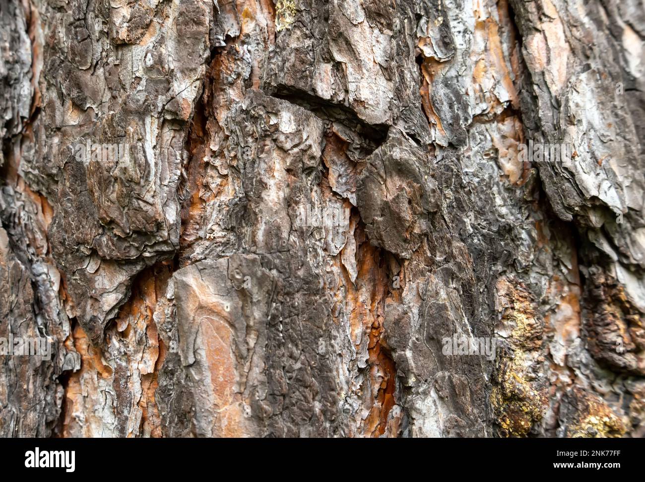 Belle texture d'écorce d'arbre brun.tronc d'arbre avec écorce dure et rugueuse. L'écorce épaisse couvre un énorme arbre d'automne. Banque D'Images