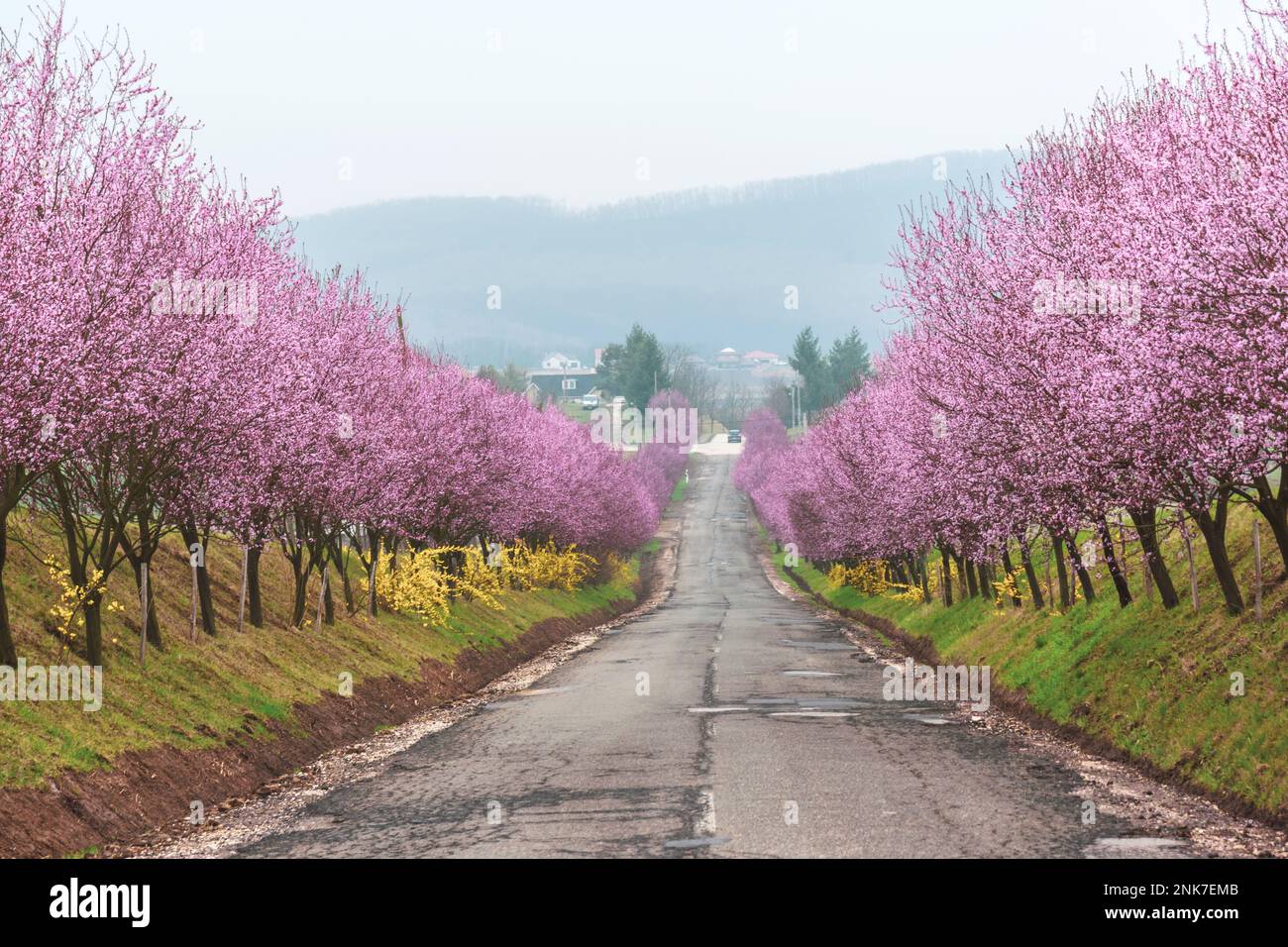 Une rangée de pruniers de sang aux fleurs merveilleuses Prunus cerasifera ‘Woodii’ au printemps, Berkenye, Hongrie Banque D'Images