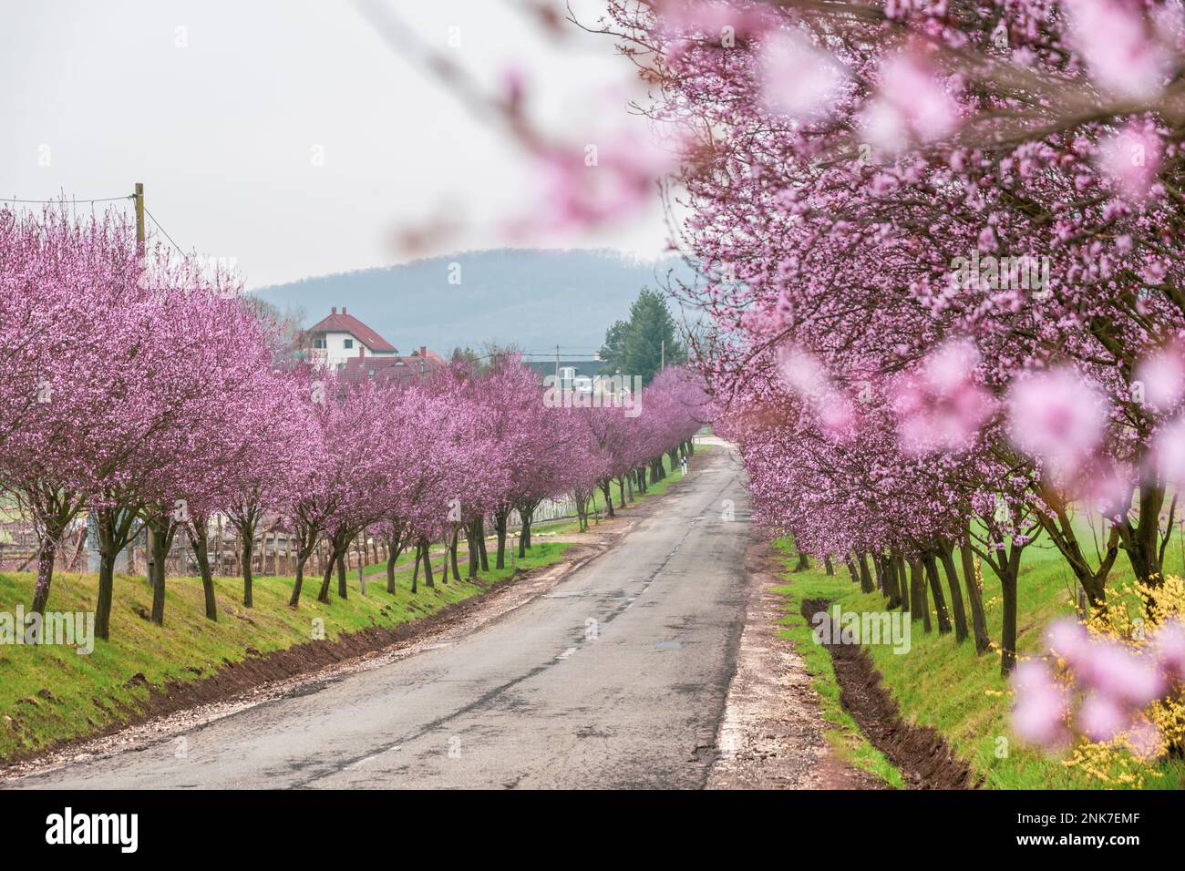 Une rangée de pruniers de sang aux fleurs merveilleuses Prunus cerasifera ‘Woodii’ au printemps, Berkenye, Hongrie Banque D'Images