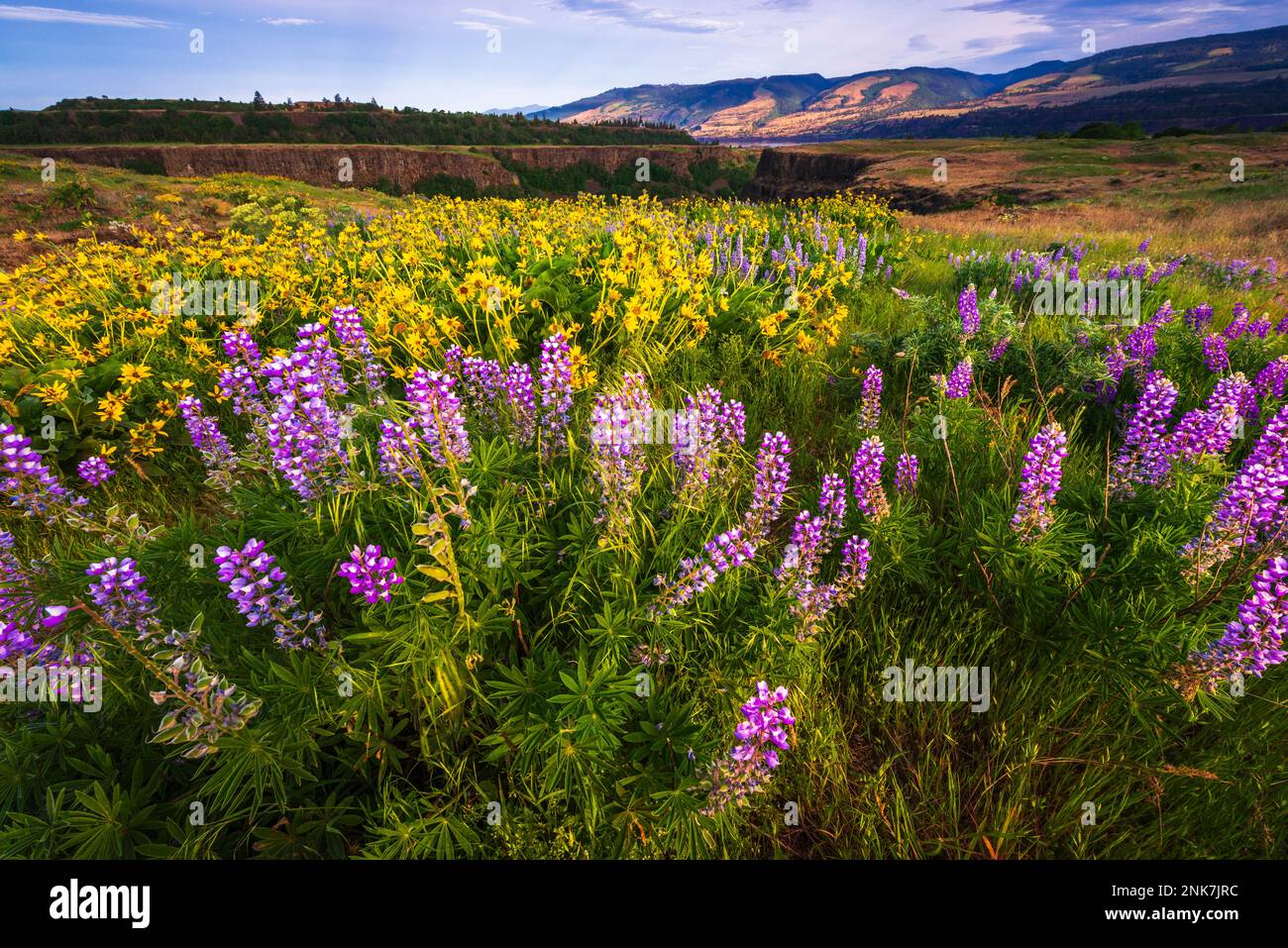 Fleurs sauvages à la réserve Tom McCall, région panoramique nationale de Columbia River gorge, Oregon, États-Unis Banque D'Images