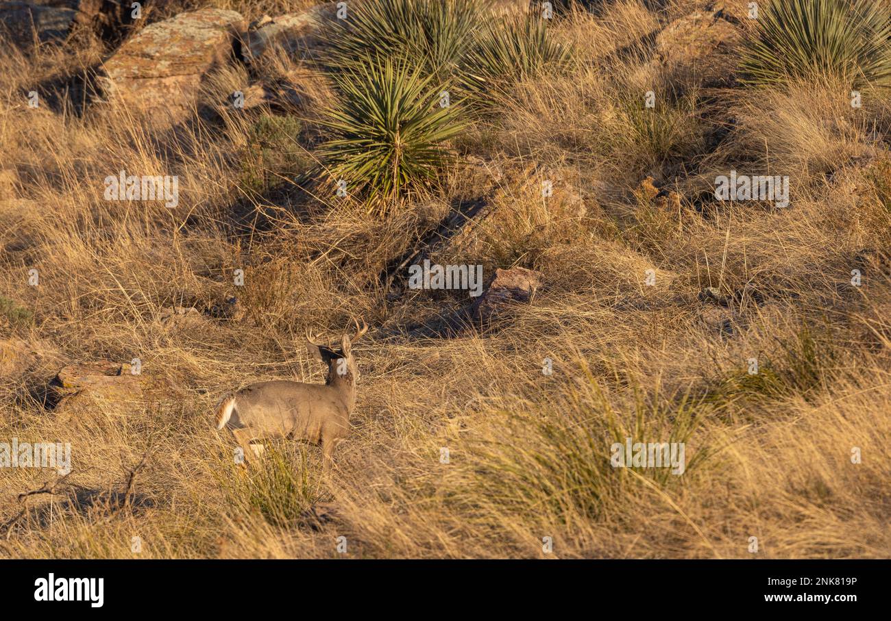 Coues Whitetail Deer Buck dans les montagnes Chiricahua en Arizona Banque D'Images