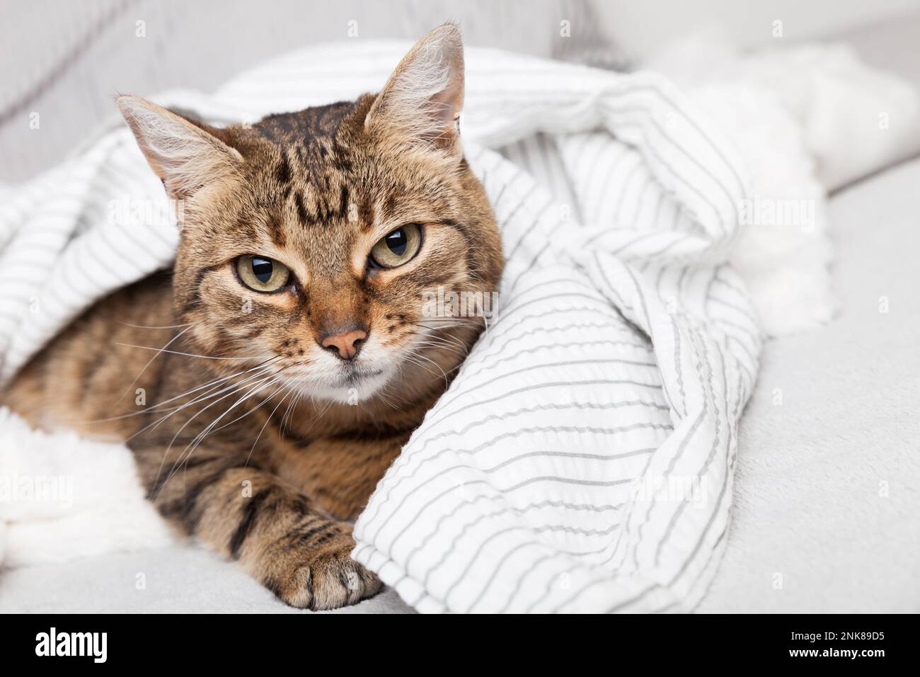 Energizer jeune tabby race mixte chat sous le tissu gris clair dans la chambre contemporaine. Le PET se réchauffe sous une couverture par temps froid d'hiver. Animaux acceptés Banque D'Images