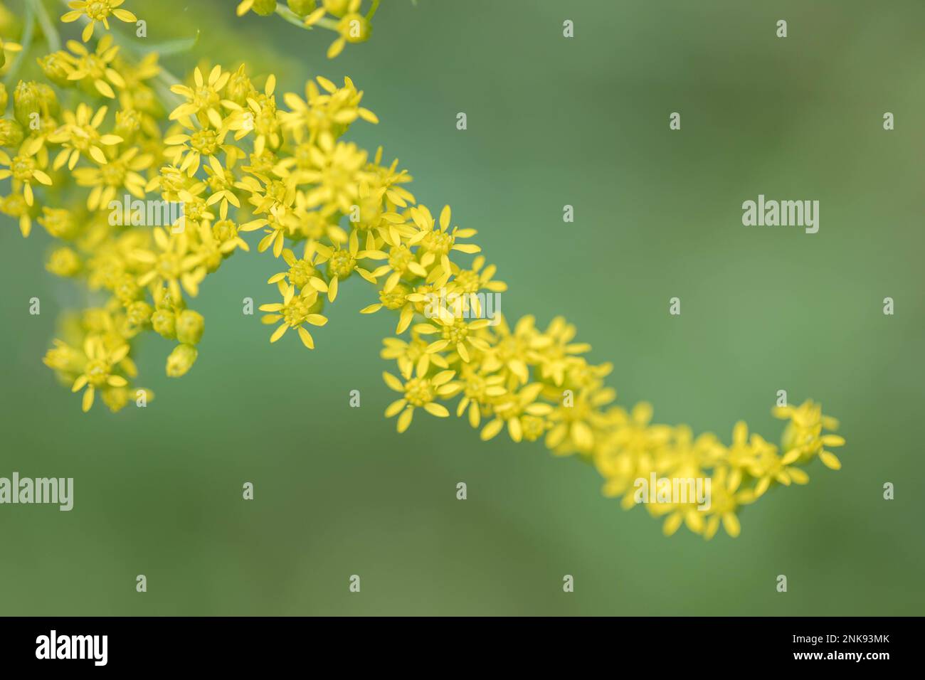 Plante de Goldenrod en fleur Banque D'Images