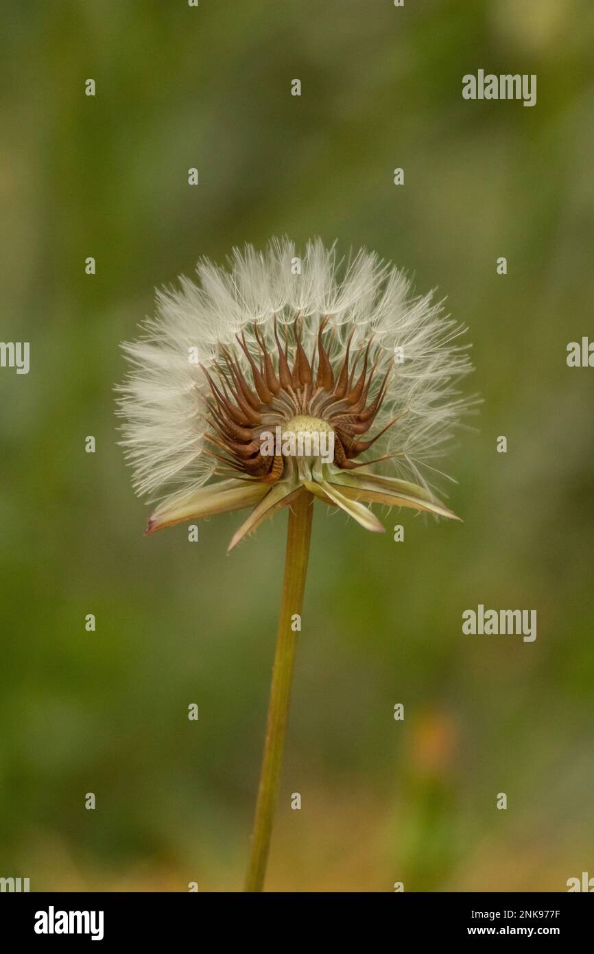 Gros plan d'une fleur de pissenlit sur fond vert. Banque D'Images