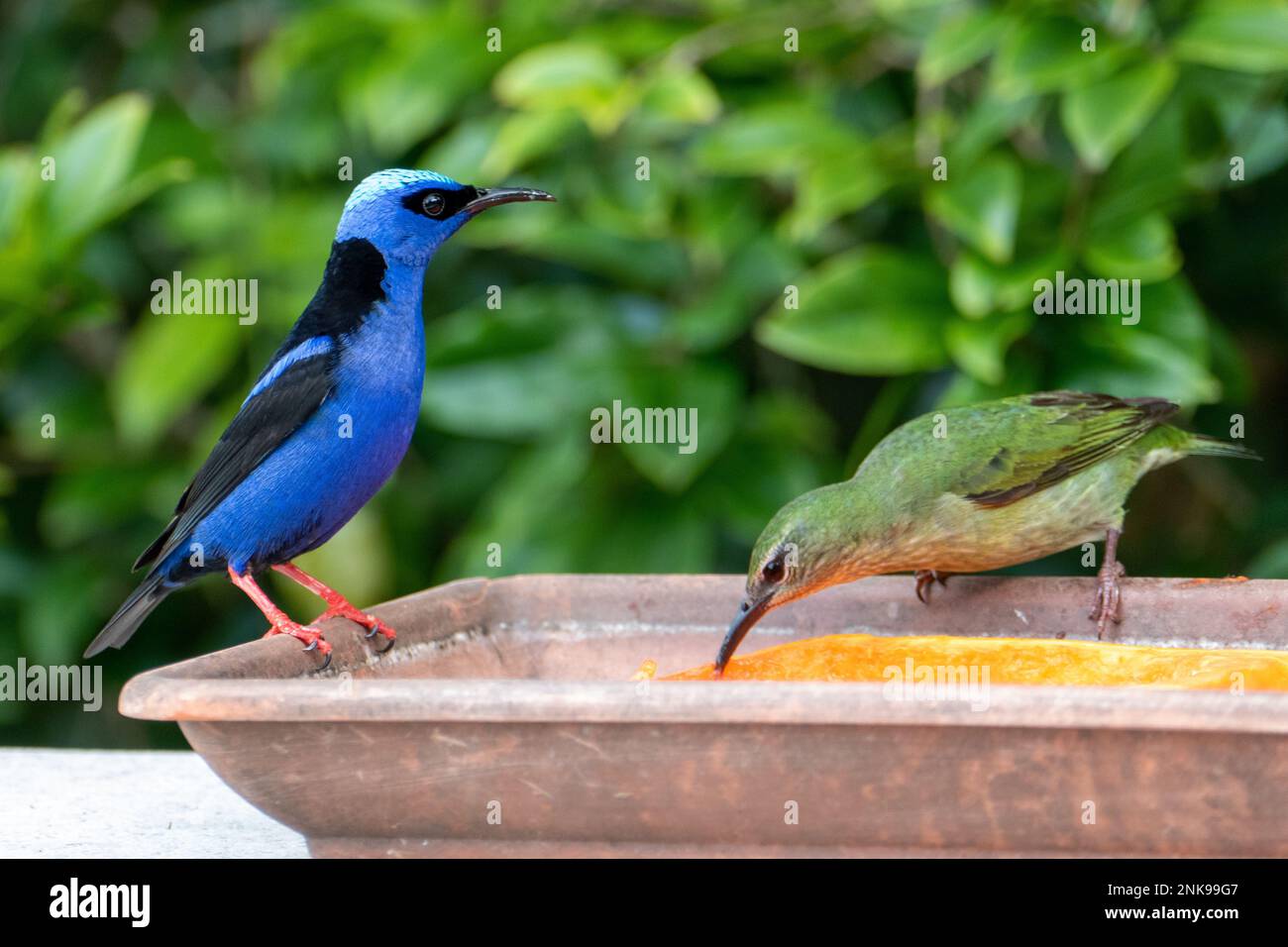 Le Cyanerpes cyaneus (Cyanerpes cyaneus) est une petite espèce de passereau de la famille des thraupidae.Il se trouve dans Atlantic Forest, Brésil Banque D'Images