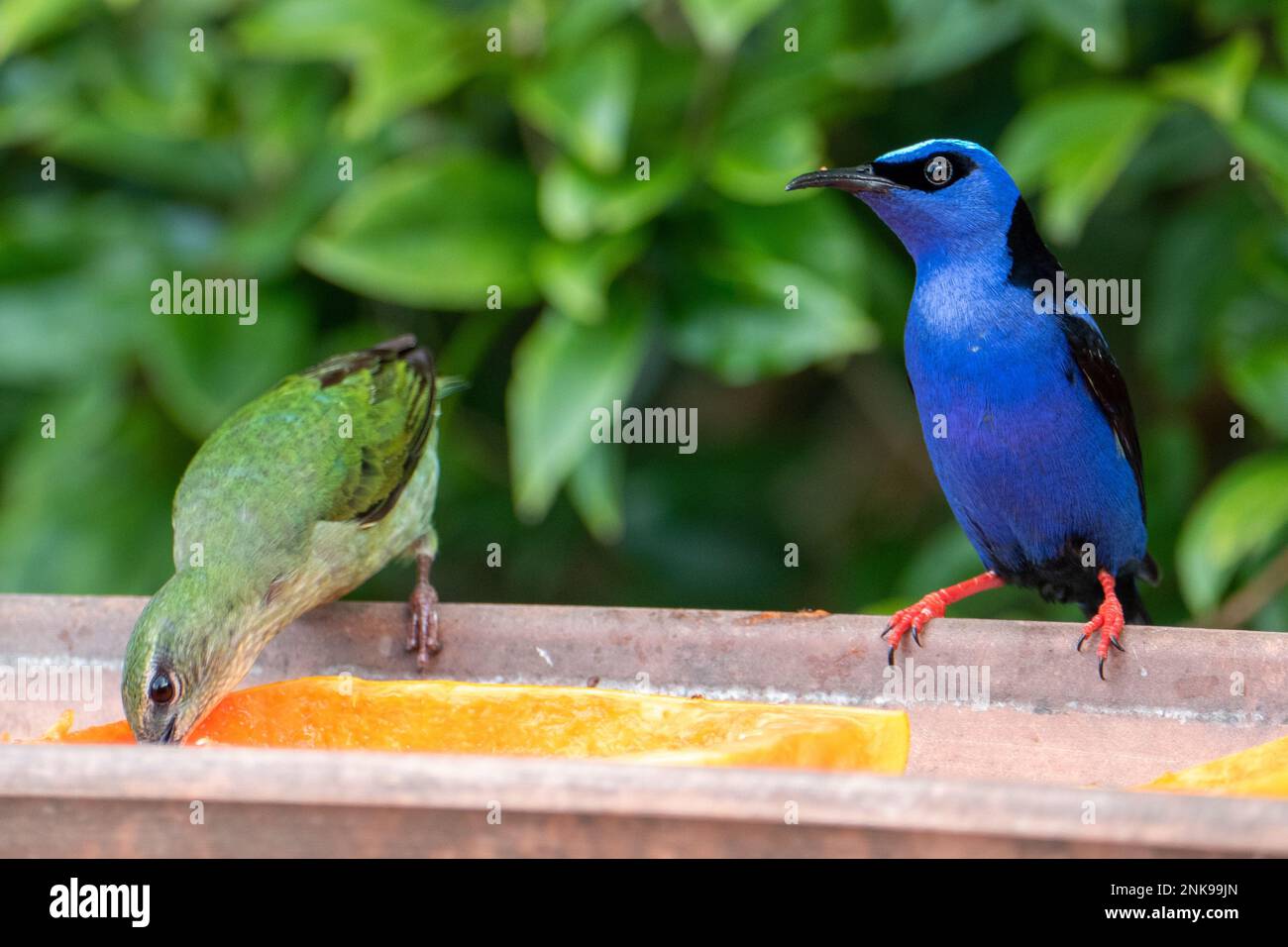 Le Cyanerpes cyaneus (Cyanerpes cyaneus) est une petite espèce de passereau de la famille des thraupidae.Il se trouve dans Atlantic Forest, Brésil Banque D'Images