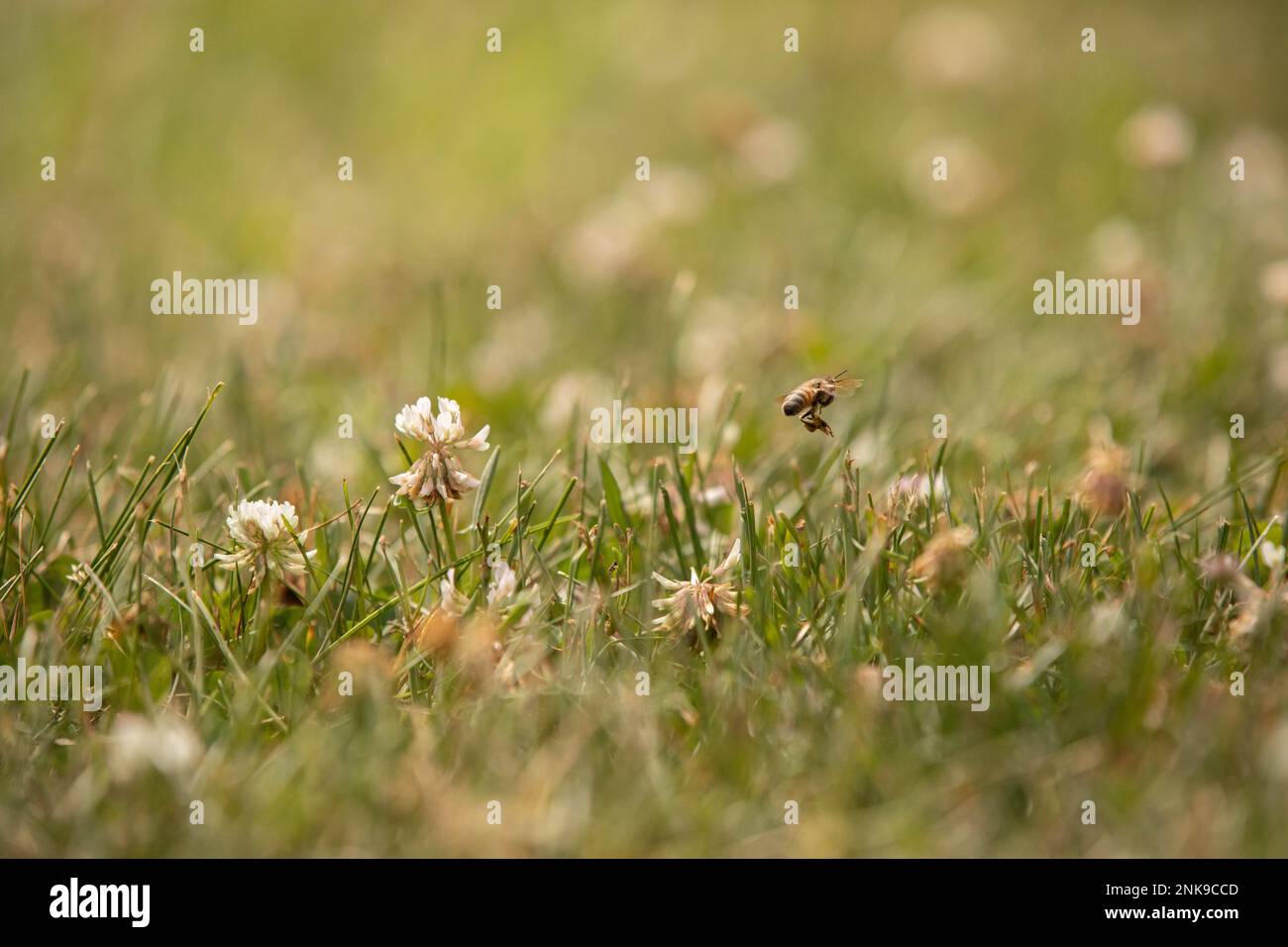 Abeille dans le trèfle Banque D'Images