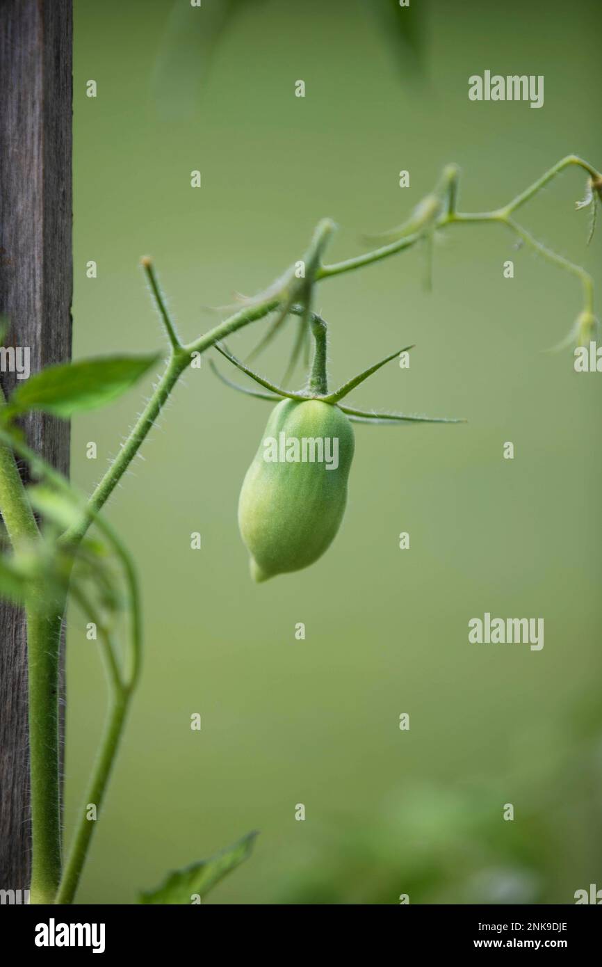Tomate ROM verte poussant sur une vigne Banque D'Images