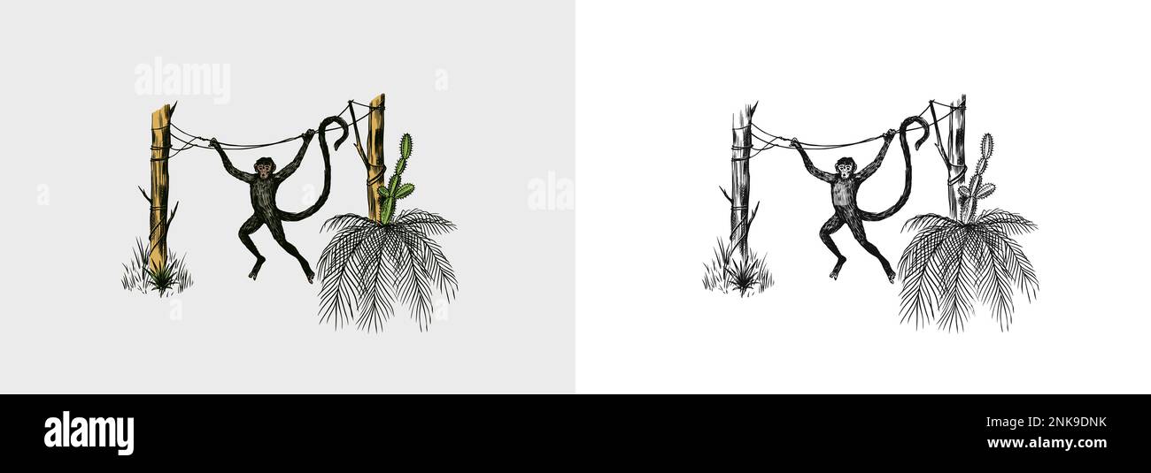 Paume de la noix de coco. Monkey sautant sur les branches. Arbres tropicaux plantes exotiques. Variétés Phoenix ou Date. Paysage de l'est. Nature exotique. Linear Jungle Illustration de Vecteur