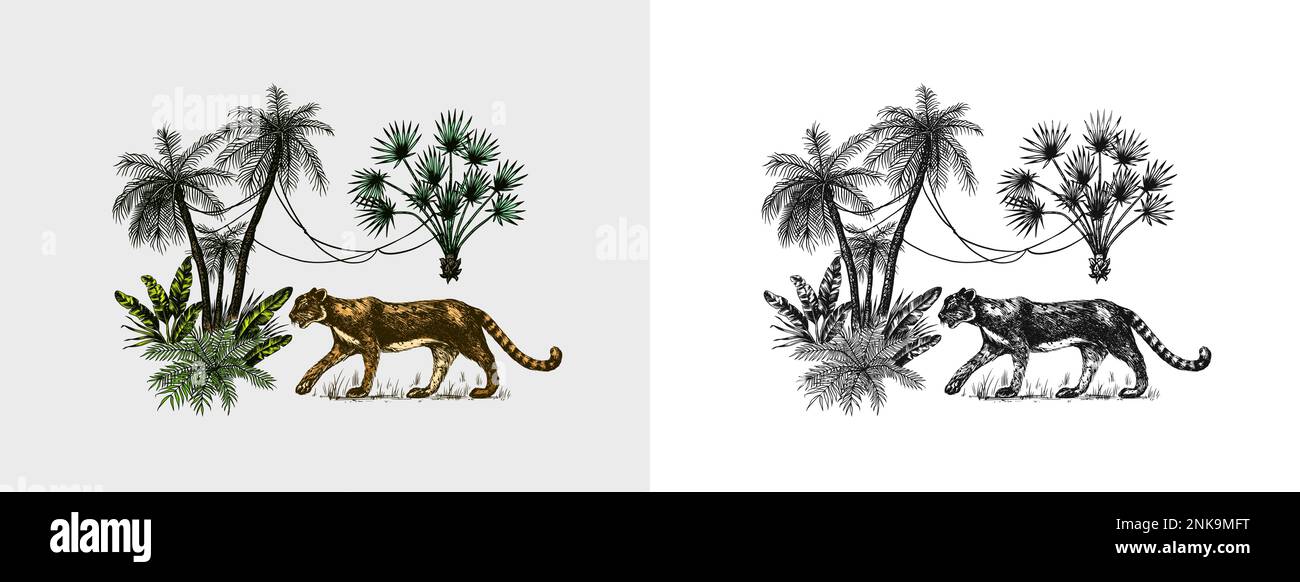 Tigre sauvage et plantes exotiques. Arbres tropicaux. Paysage de l'est. Nature exotique. Linear Jungle. Croquis dessiné à la main de style vintage. Illustration de Vecteur