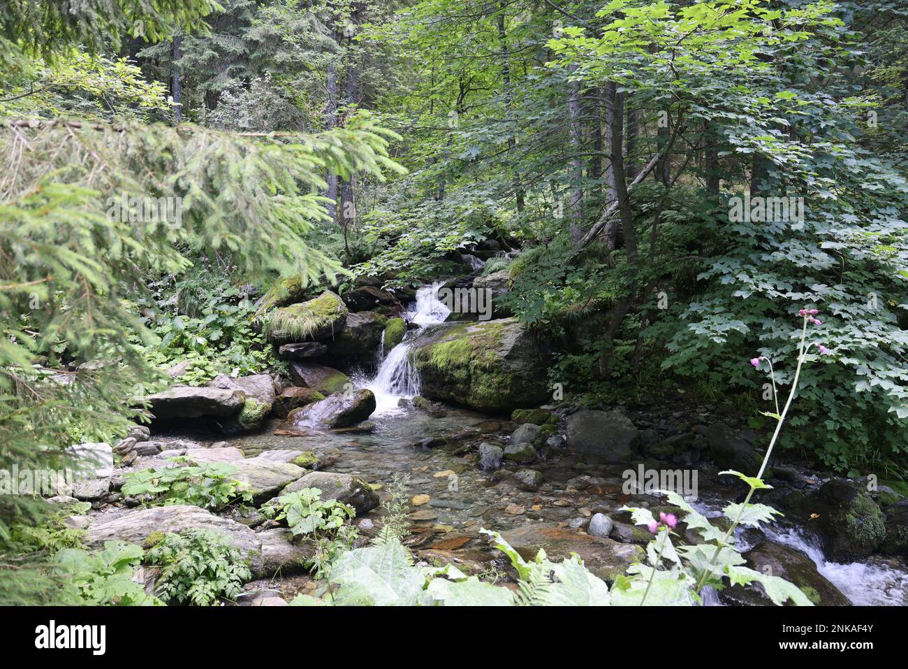 Cascade et rochers le long du sentier de randonnée en direction de Cascada Bâlea, près de la route Transfăgărășan en Roumanie Banque D'Images