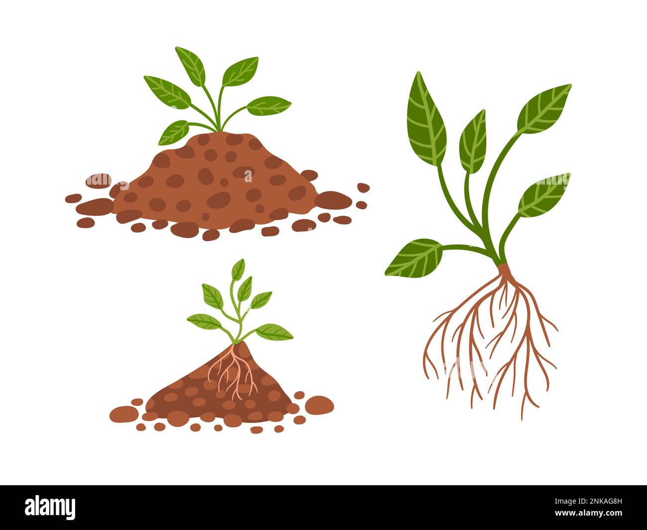 Ensemble vectoriel de plantes grandissent dans le sol Illustration de Vecteur
