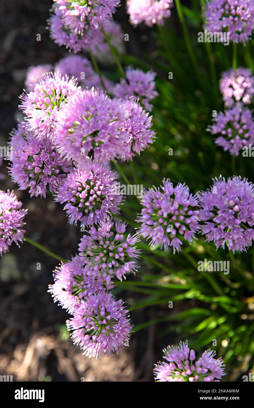 fleur pourpre Banque D'Images