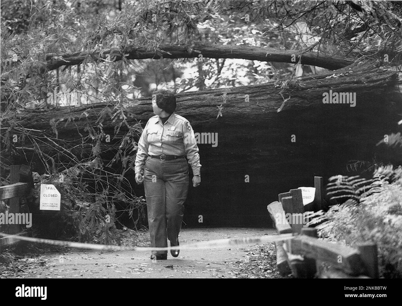 Park ranger Anna Martinez-Amos looked at huge 800 year old Redwood Tree that fell blocking the trail at Muir Woods National Monument, April 7, 1993 (Brant Ward/San Francisco Chronicle via AP) Banque D'Images